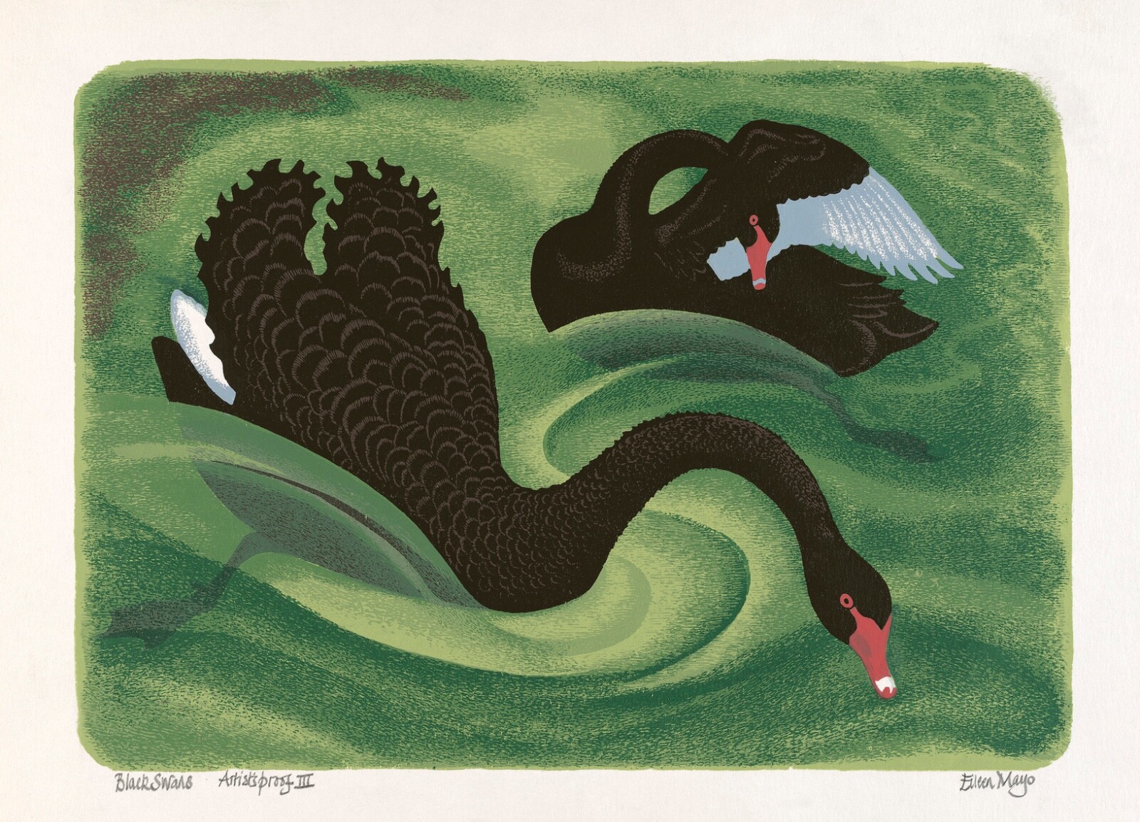 Eileen Mayo : Black Swans : Archival Quality Art Print 13x19