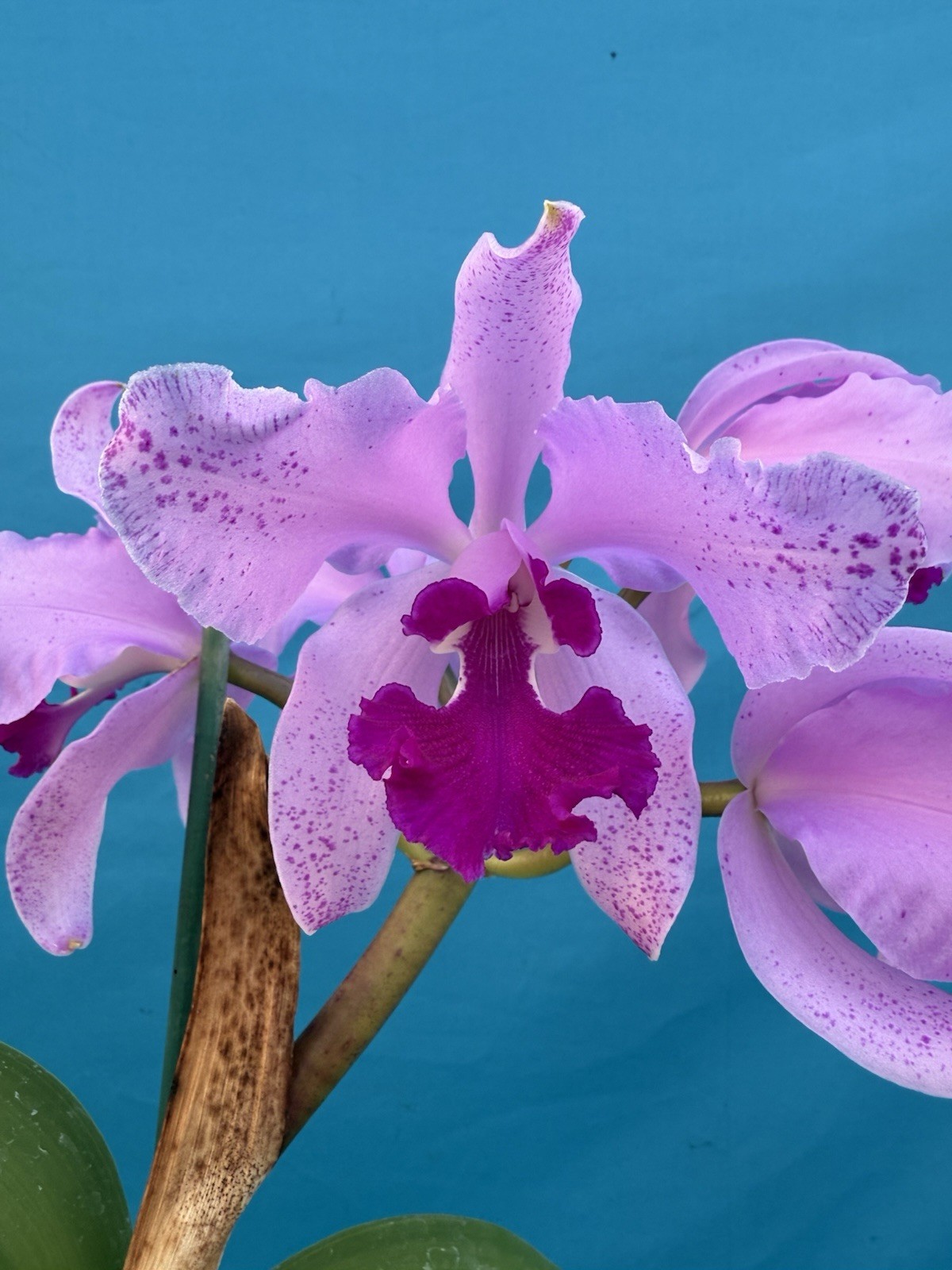 Cattleya Kay (amethystoglossa X warscewiczii) Purple Pink Orchid Hybrid 4.5” Pot
