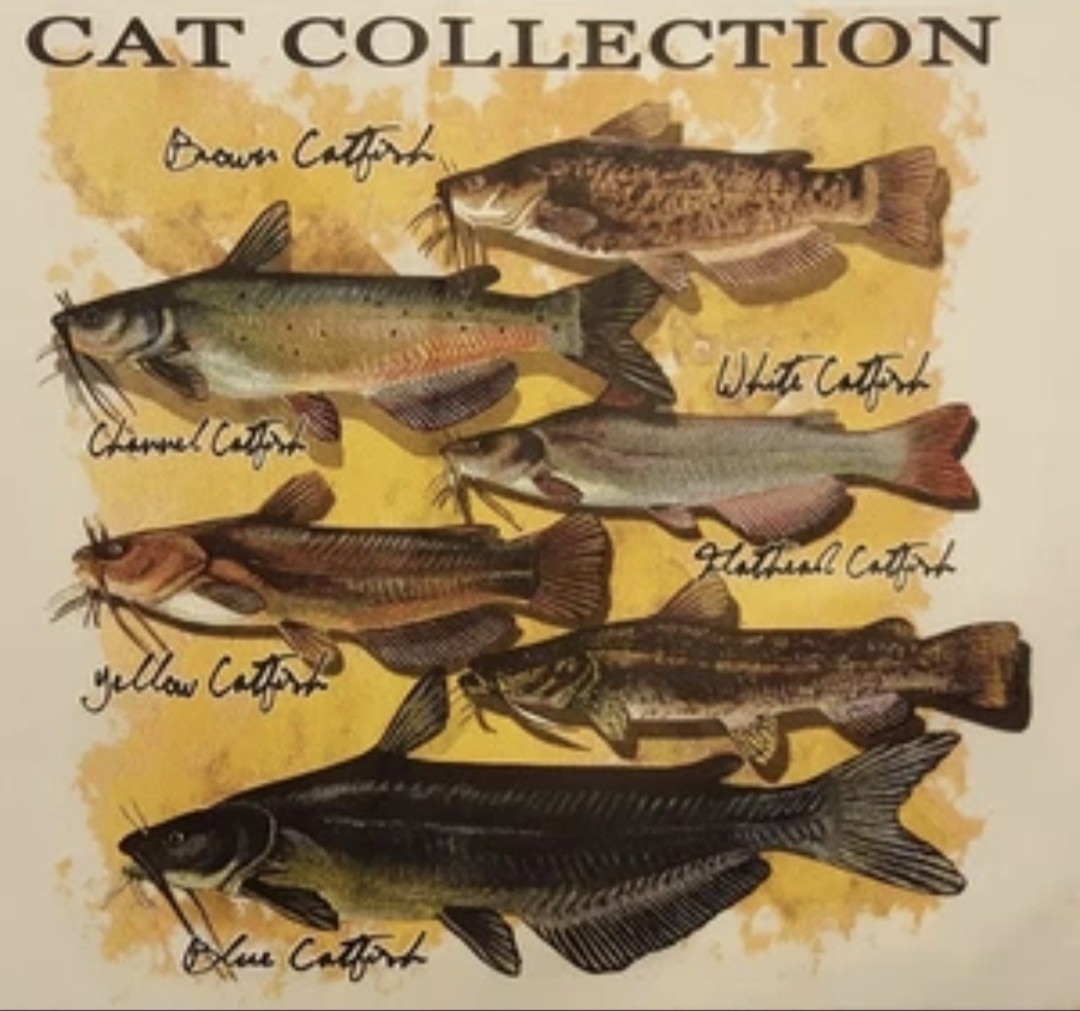 CAT COLLECTION CATFISH FISHING ANGLER FISH REEL LUNKER SHIRT (S-XL) FRONT PRINT