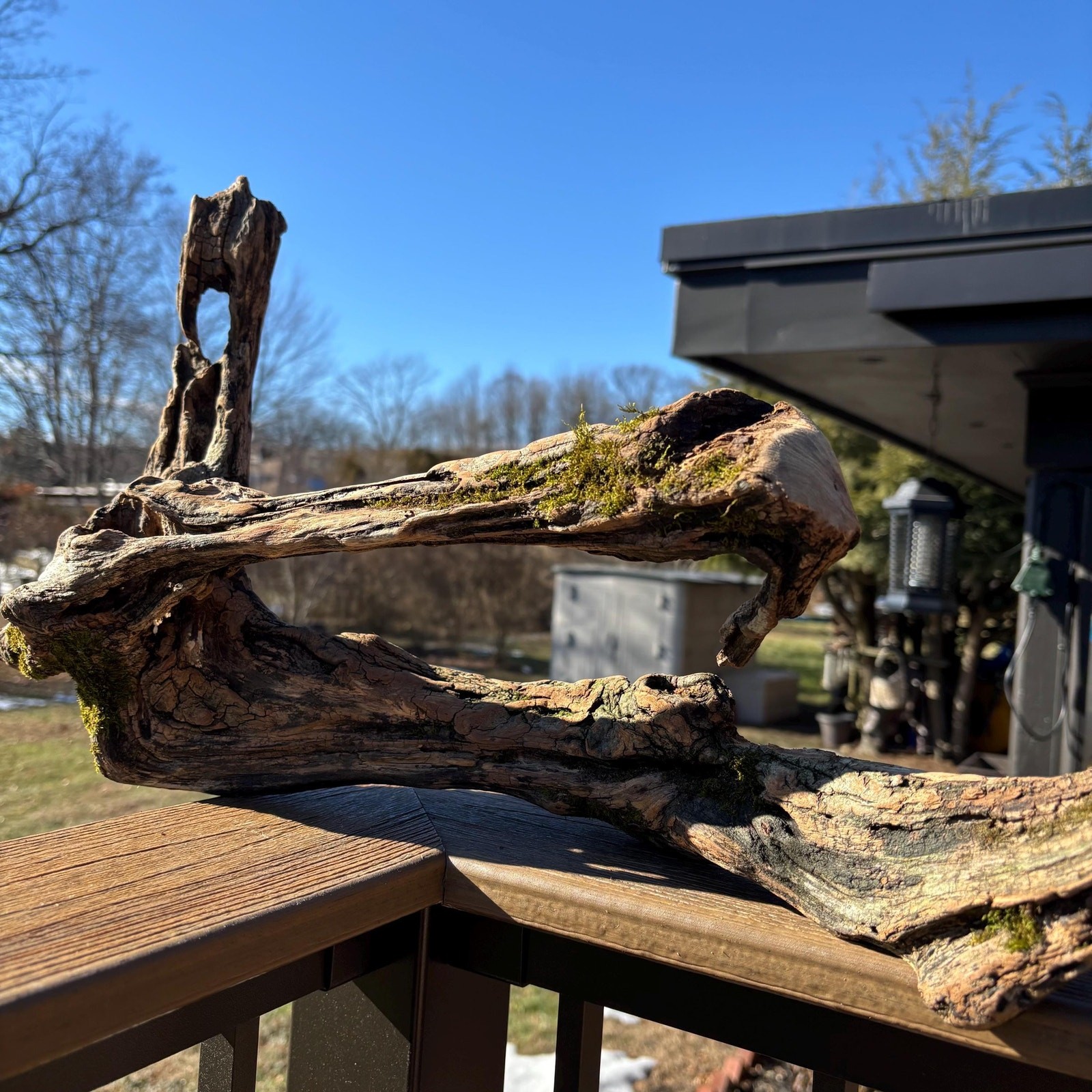 Hardwood Driftwood 23x8x14 – Unique Opening, Stunning Grain with Natural Moss