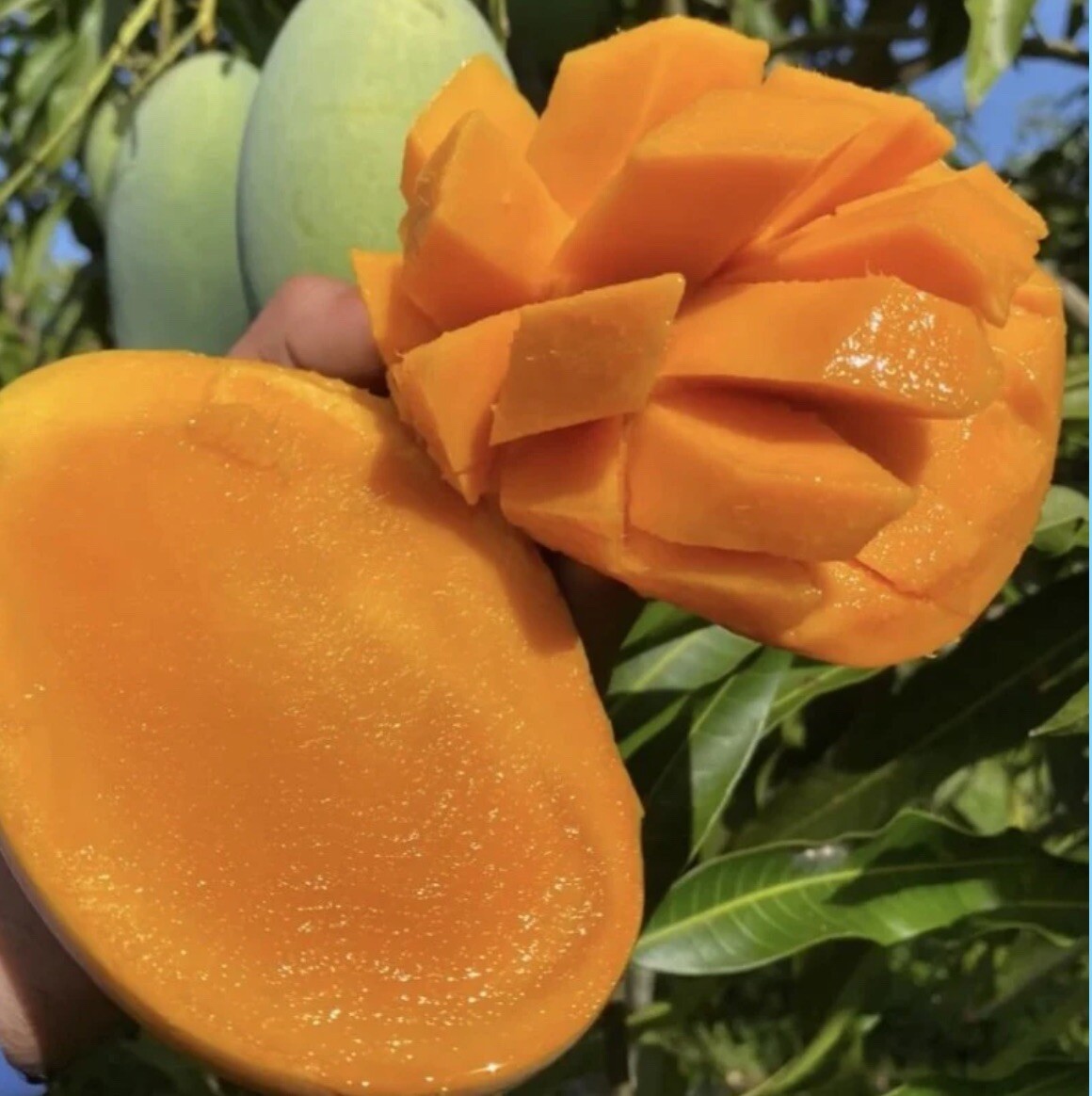 Mango Lover Box Of Grafted Trees.1-Alphonso 1-Malika 1-Carrie 1-Maha Chanook
