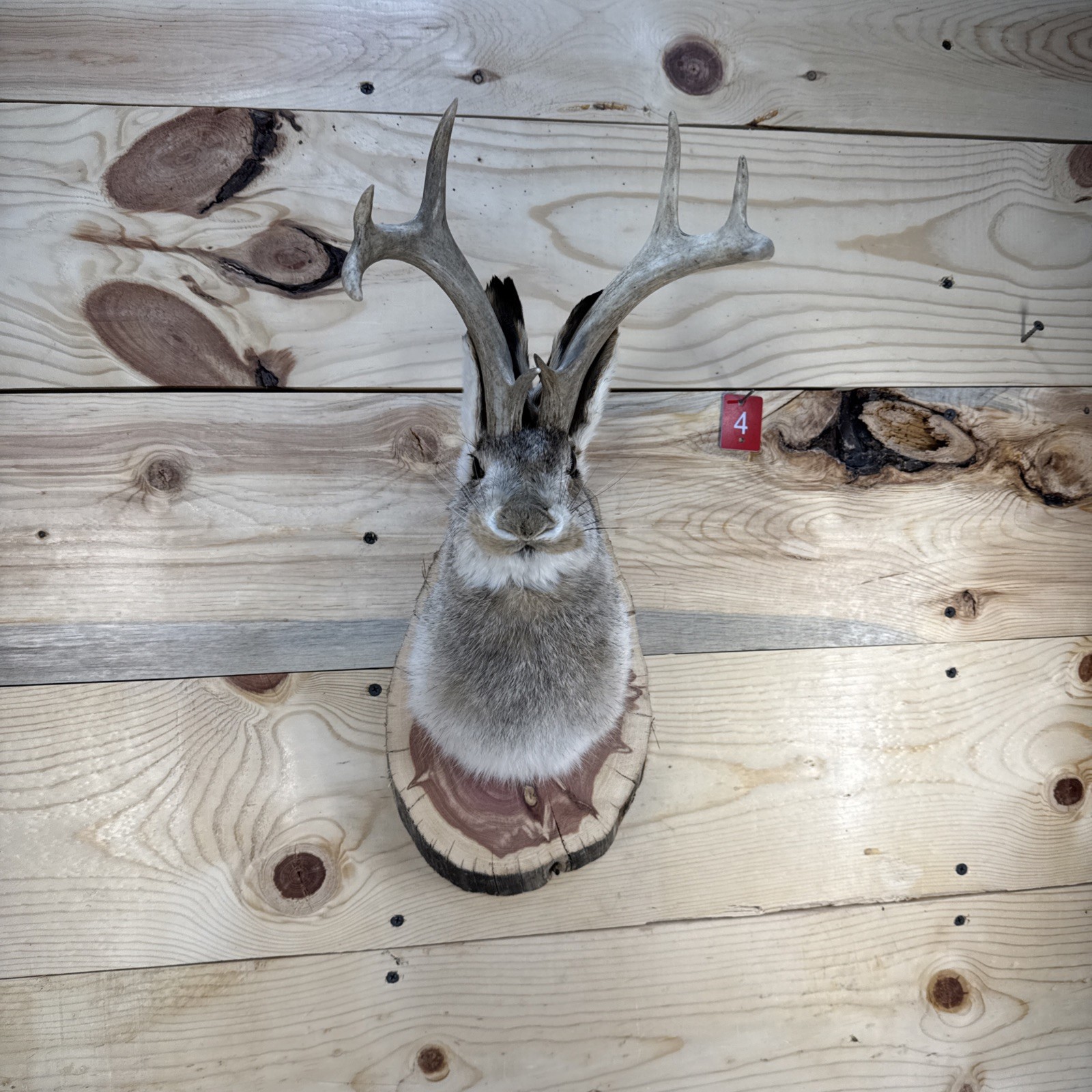 ❤️Authentic Jackalope Taxidermy Mount – Original Wyoming Folk Art – Lodge Decor