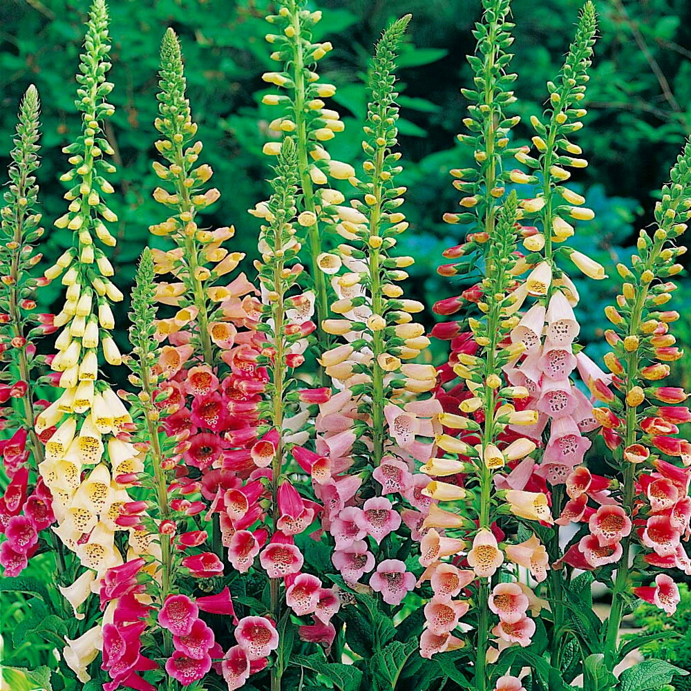Excelsior Mix Foxglove Seeds | Heirloom / Non-GMO |  | 1246