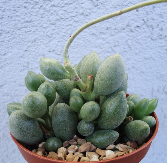 Adromischus Oviforme Succulents, 2\