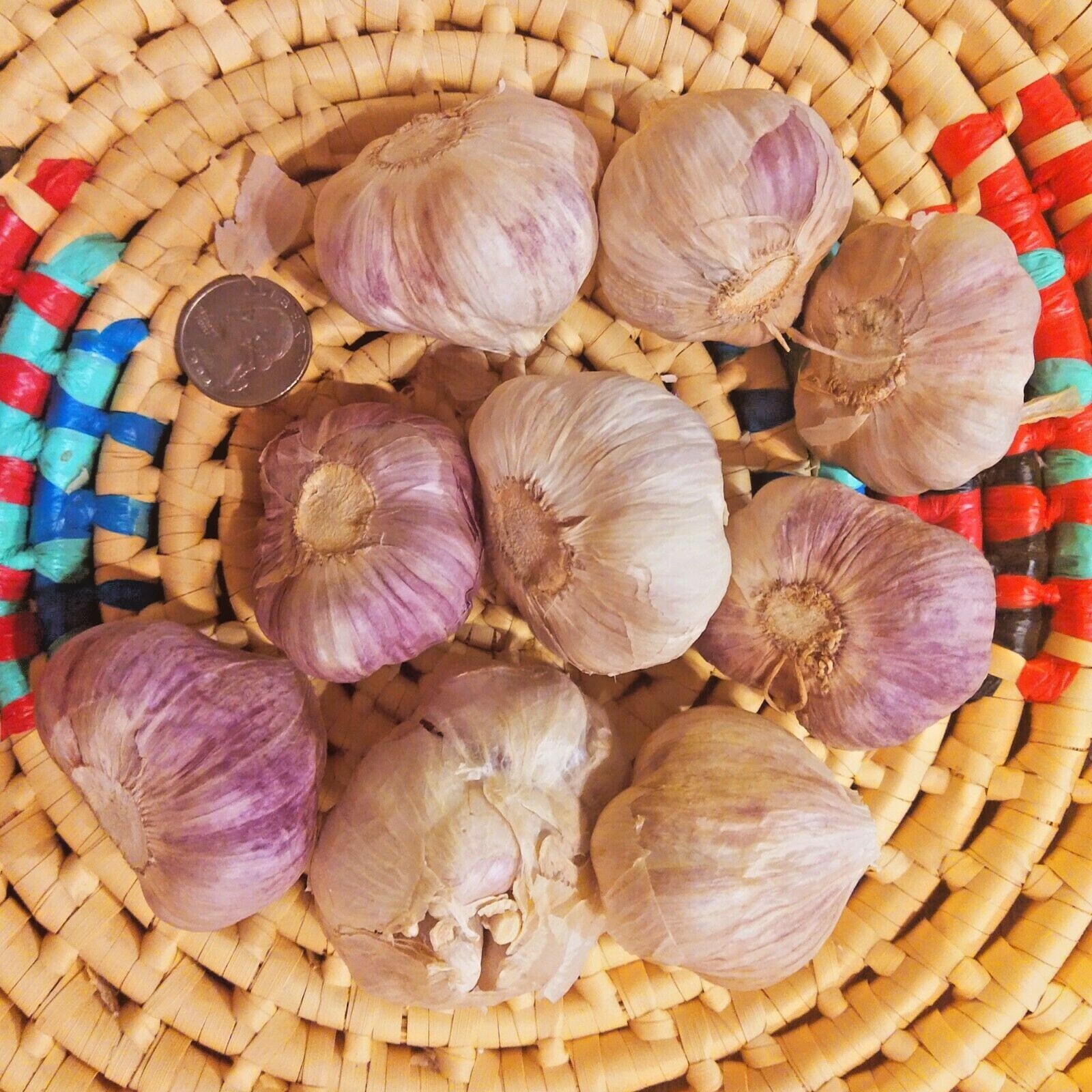 Fresh Organic Heirloom GARLIC Bulbs Chesnok Red Plant or Eat 3 bulbs - 10 lbs