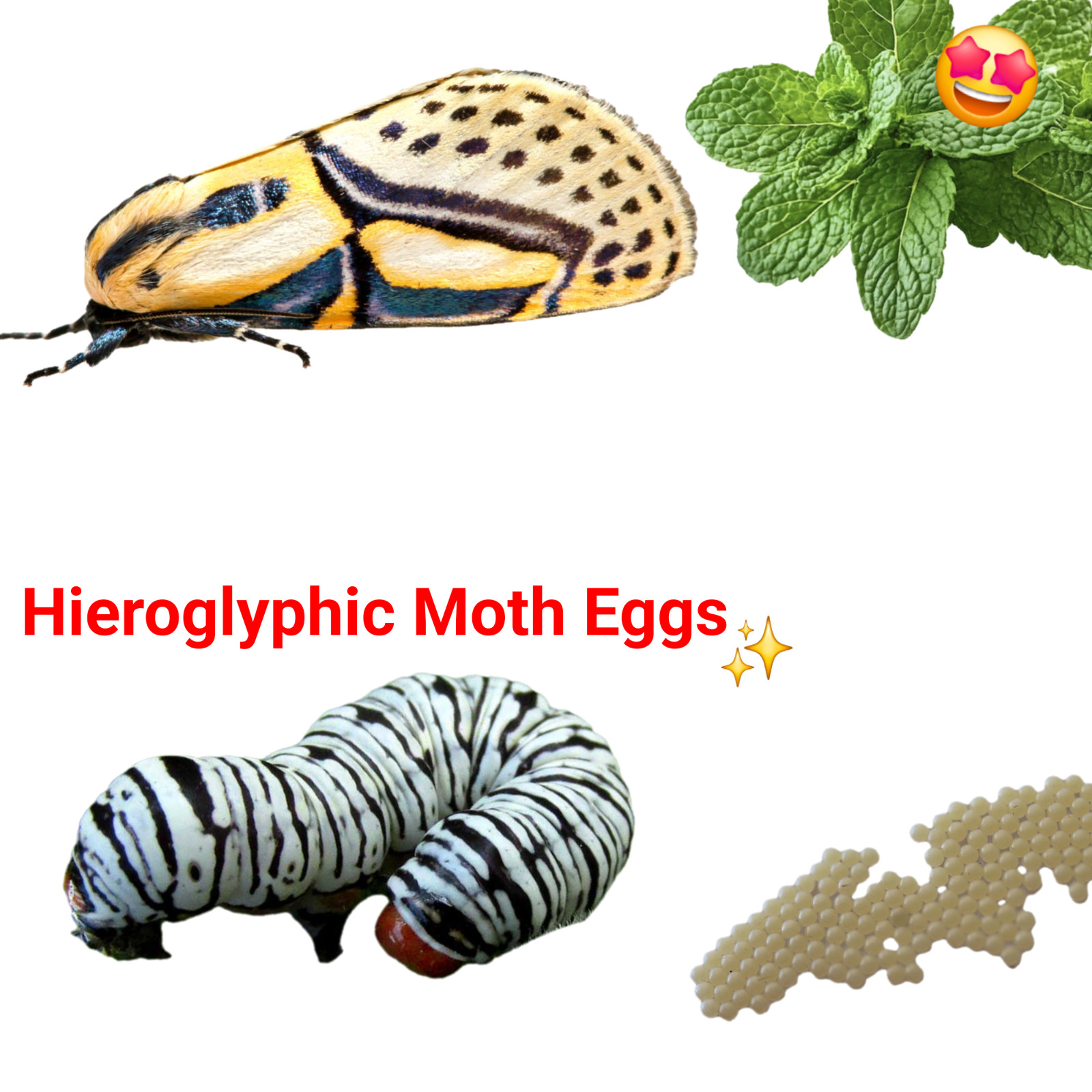 10X Hieroglyphic Moth Eggs ( Diphthera festiva ) Live feeder insect