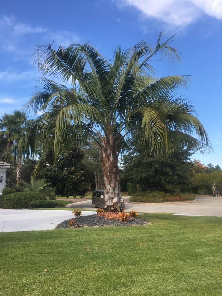 Butiagrus Seeds  F1 Hybrid Mule Palm Seeds.  Rarely Ever Offered  Cold Hardy