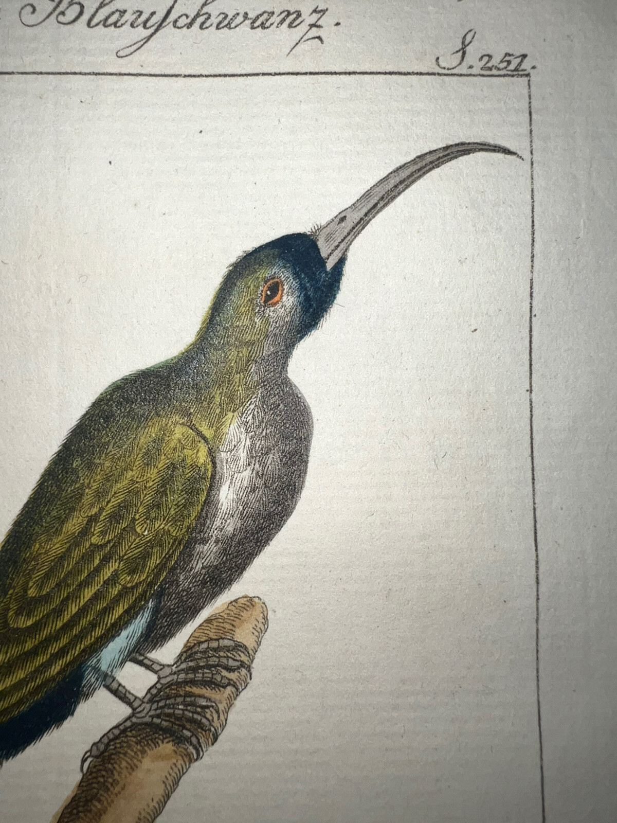 1771 Buffon Hand Colored Birds Engraving Very Rare Hummingbird