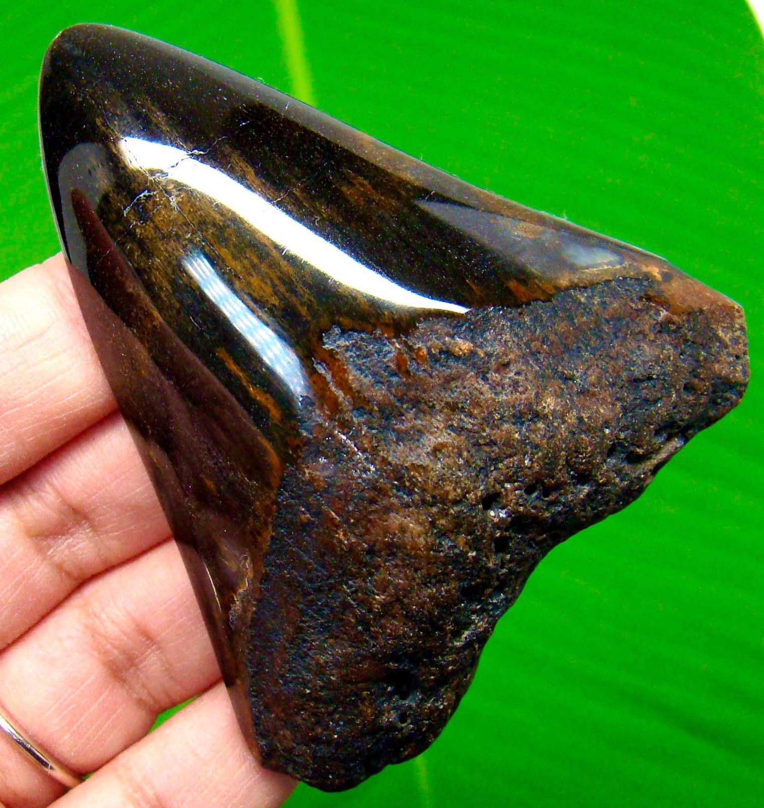 MEGALODON Shark tooth Real Fossil 3.06 inches - Shark teeth NO Restorations