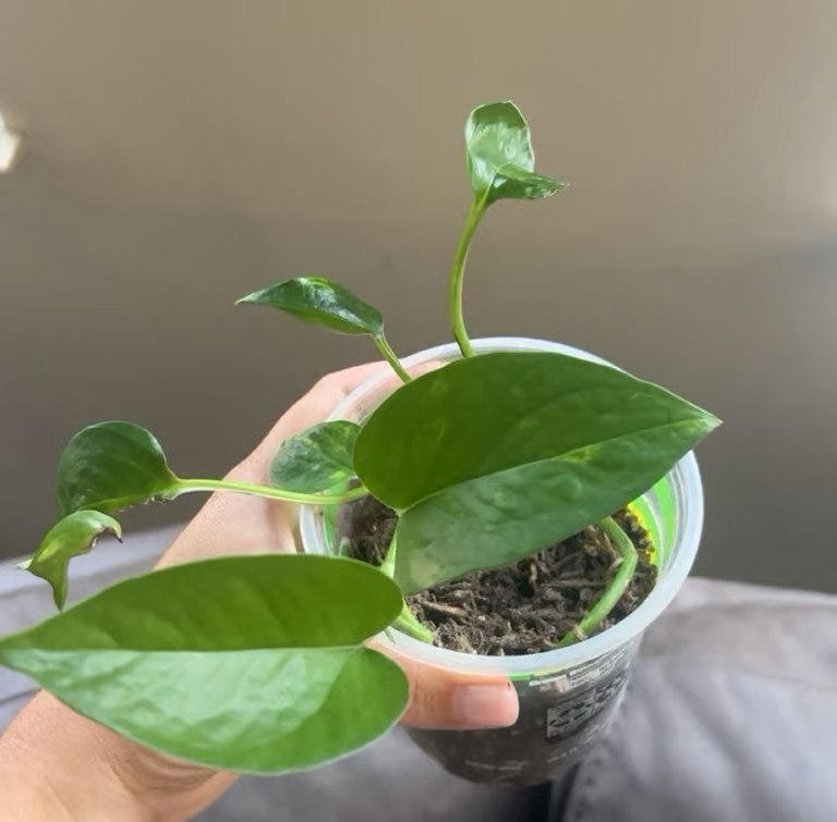 Black magic elephant ear bogo free