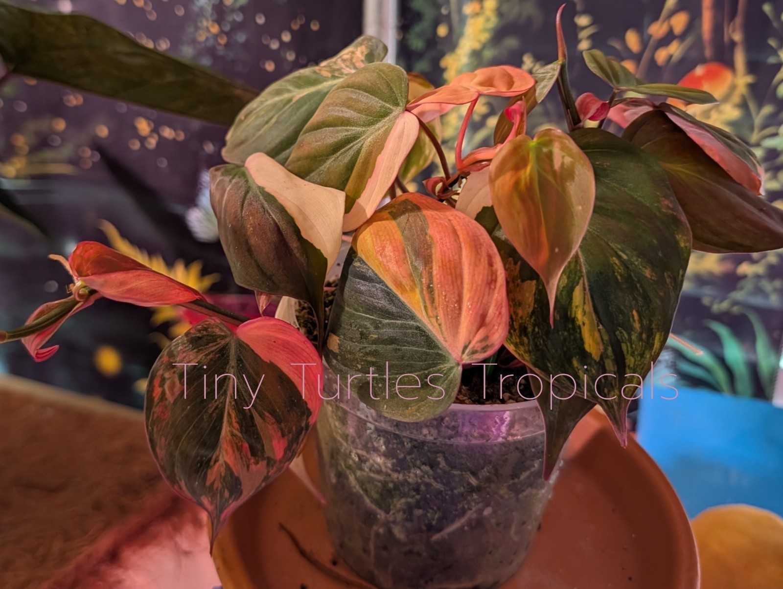 Philodendron Micans Variegated: entire pot EXACT