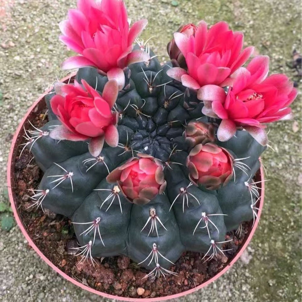 Rare Succulent Exotic Cactus Blooming Succulent Plant Cacti Real Live Plant