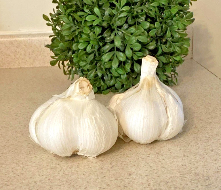 Elephant Garlic Bulbs 3 Large Size Great for Eating Or Planting Spring To Fall