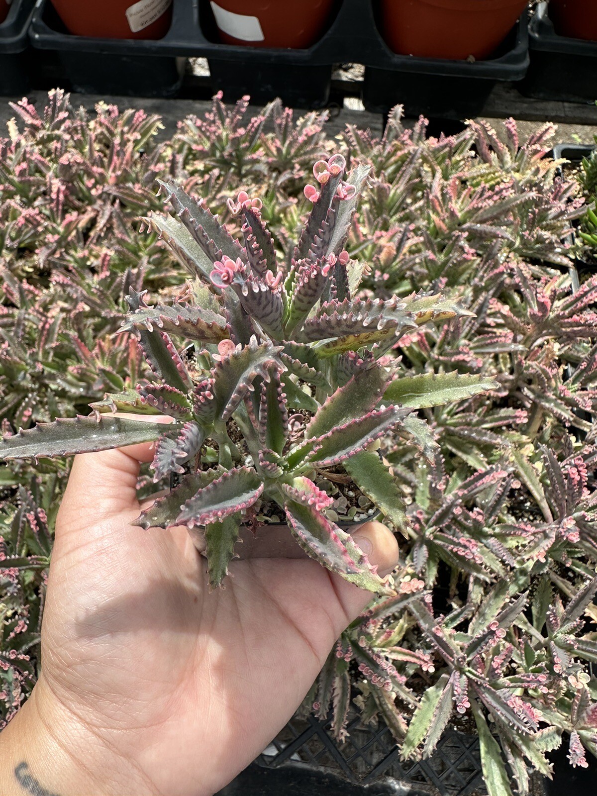 Kalanchoe \'Pink Butterflies\' Mother of Thousands 5 Pink pups On Top Of Plant