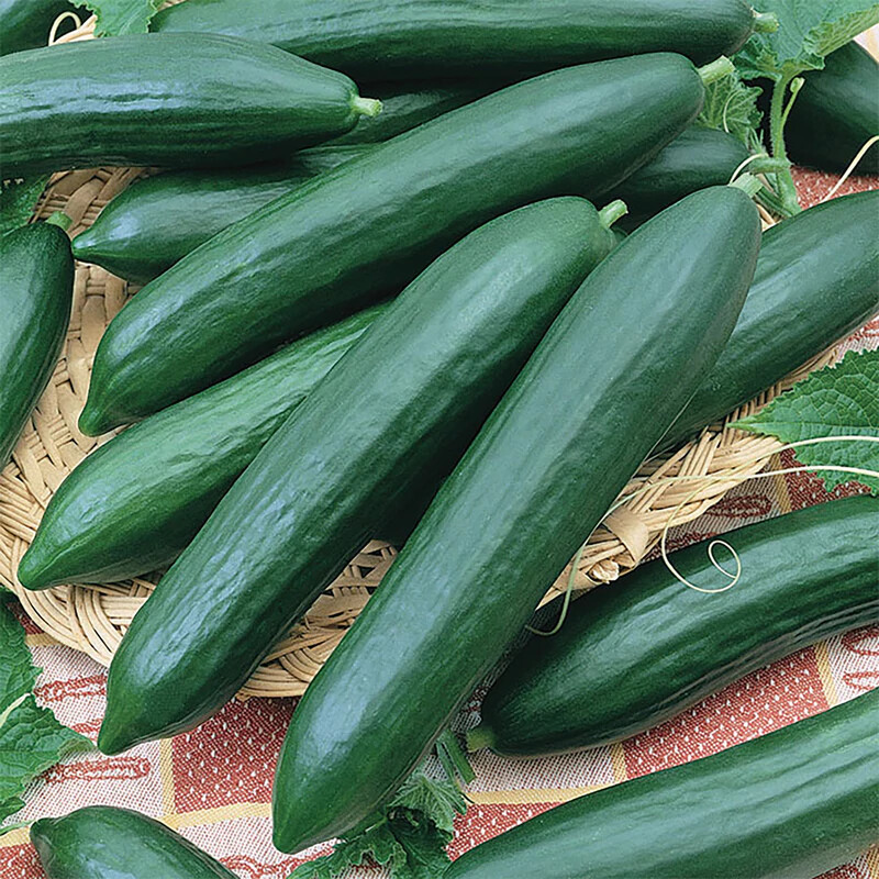 Tendergreen Burpless Cucumber Seeds | Heirloom / Non-GMO | | 1062 Tendergreen Burpless Cucumber Seeds | Heirloom / Non-GMO | | 1062