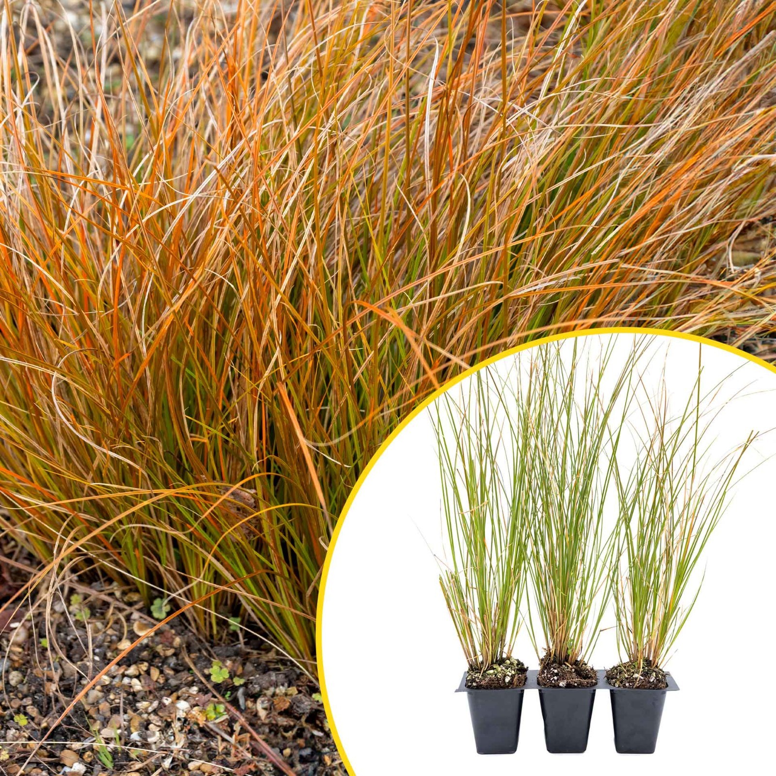 3 Orange New Zealand Sedge, Live Plants in 2.5 3 Orange New Zealand Sedge, Live Plants in 2.5