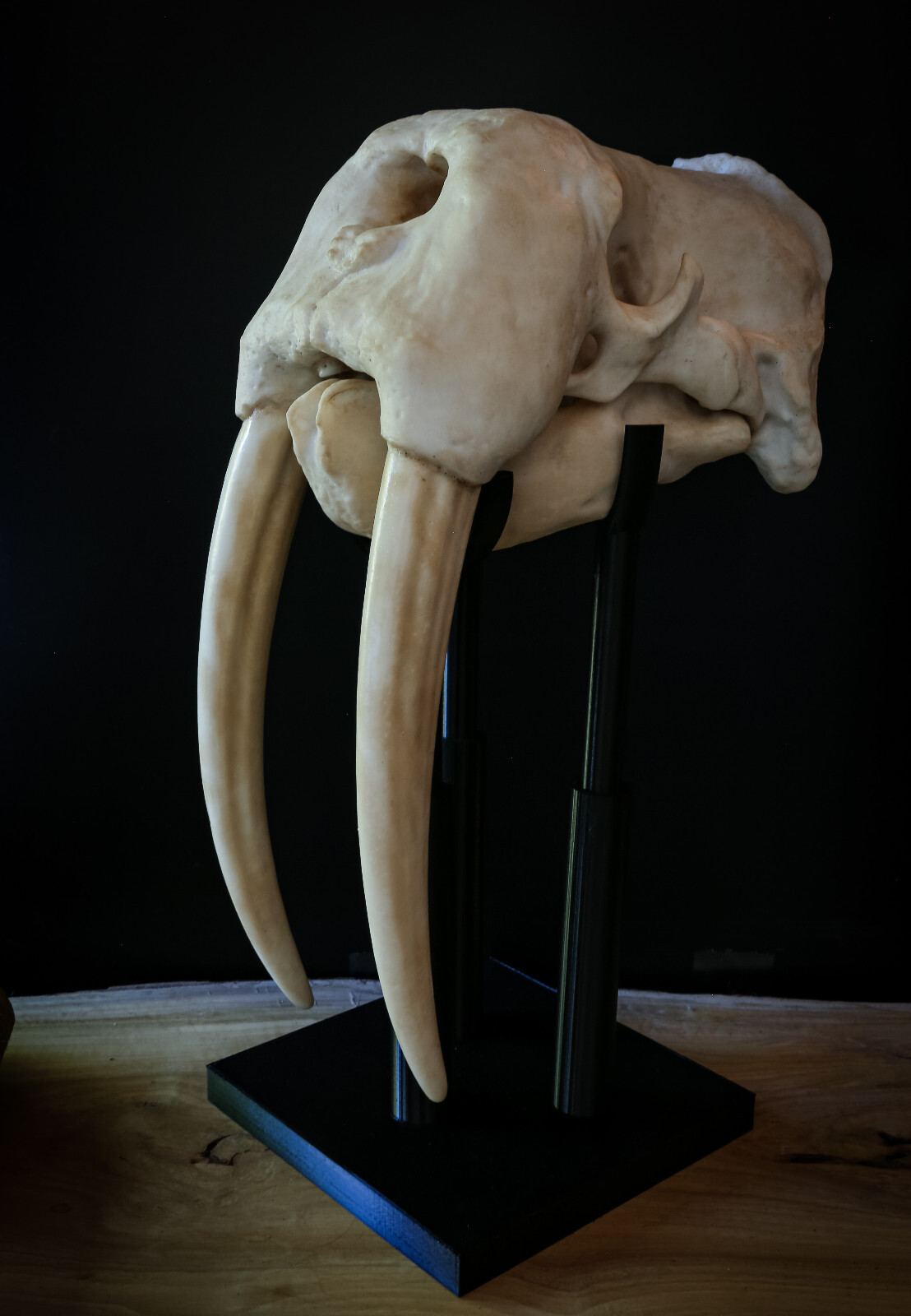 Walrus Skull Replica – Life Size Marine Mammal Display with Stand & Tusks