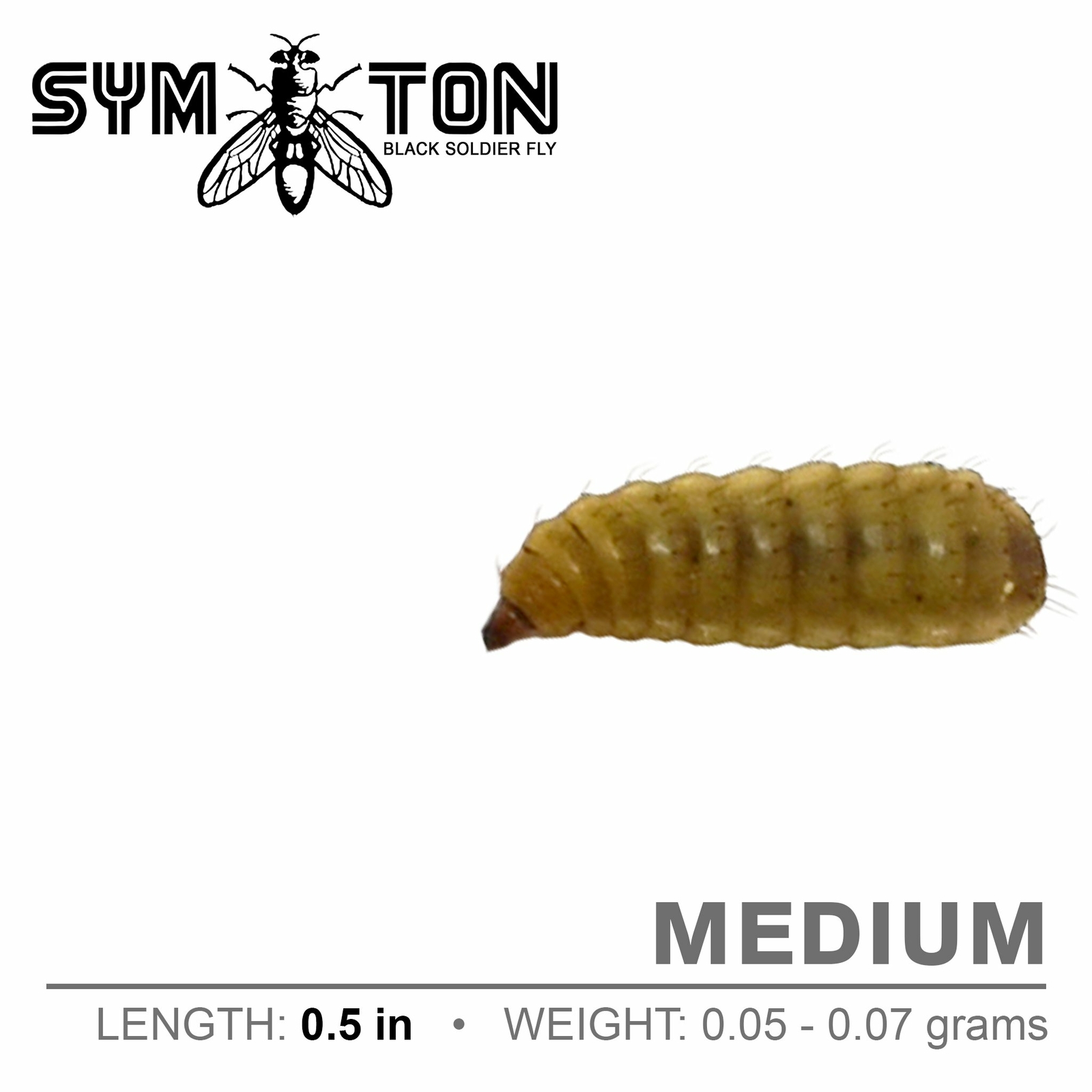 Live Feeders - Black Soldier Fly Larvae (Medium)