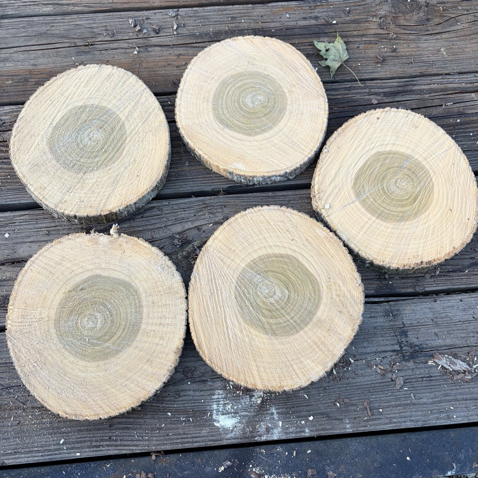 Unfinished CottonWood Round 11”x1  w/ Bark Edge, Set of 5, Circle Shapes