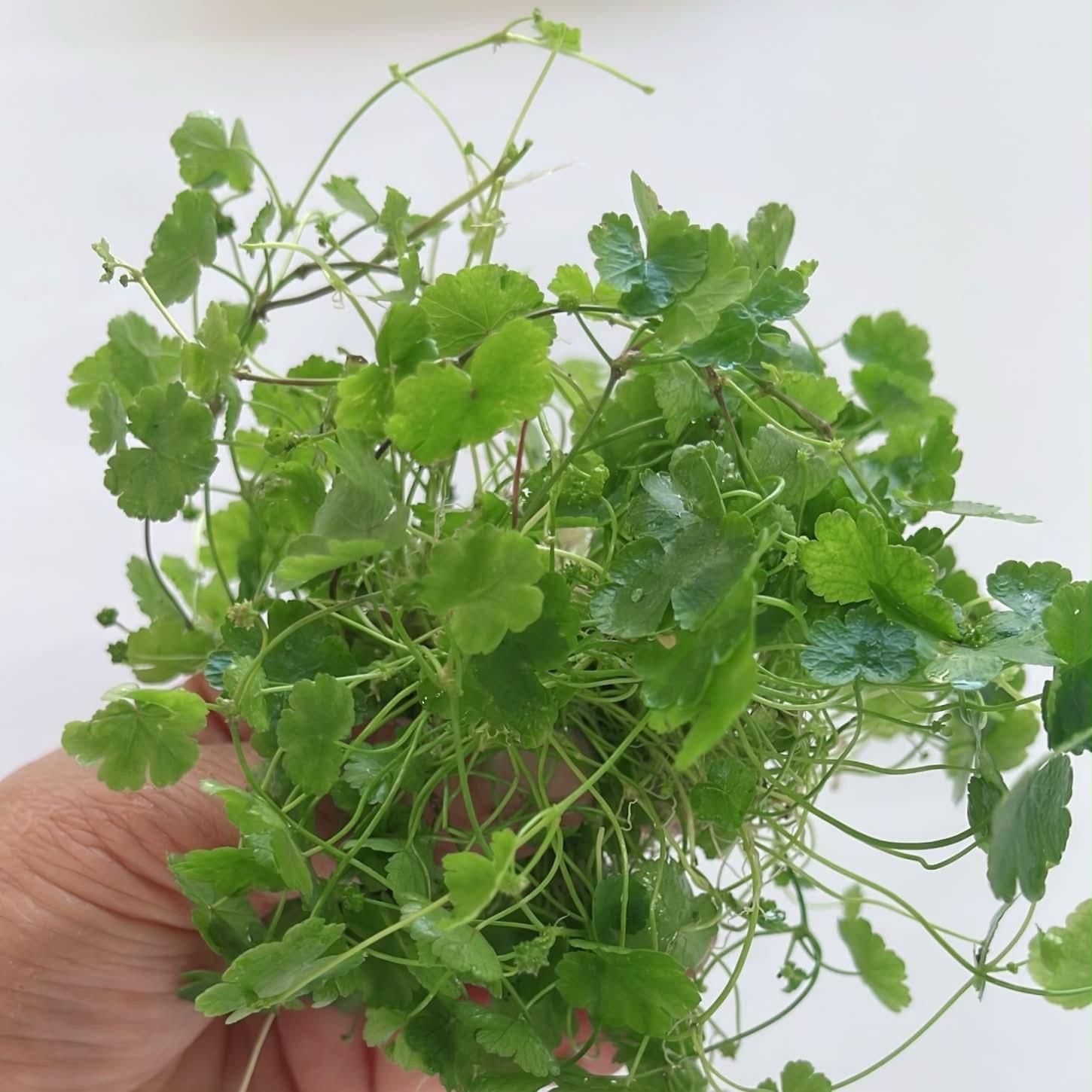20+ Stems Hydrocotyle Sibthorpioides (Japan dwarf  Pennywort) Buy 2 Get 1 Free