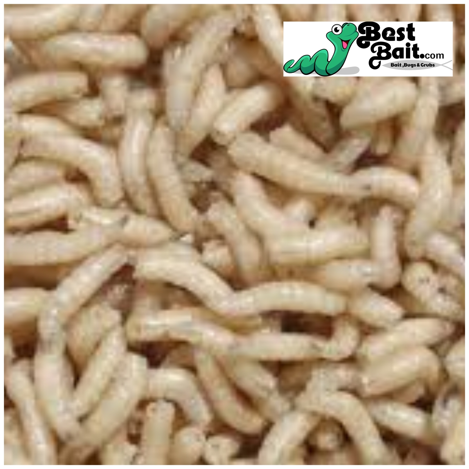 Live Spikes, Maggots Blue Bottle Fly Larvae  , Live Guarantee
