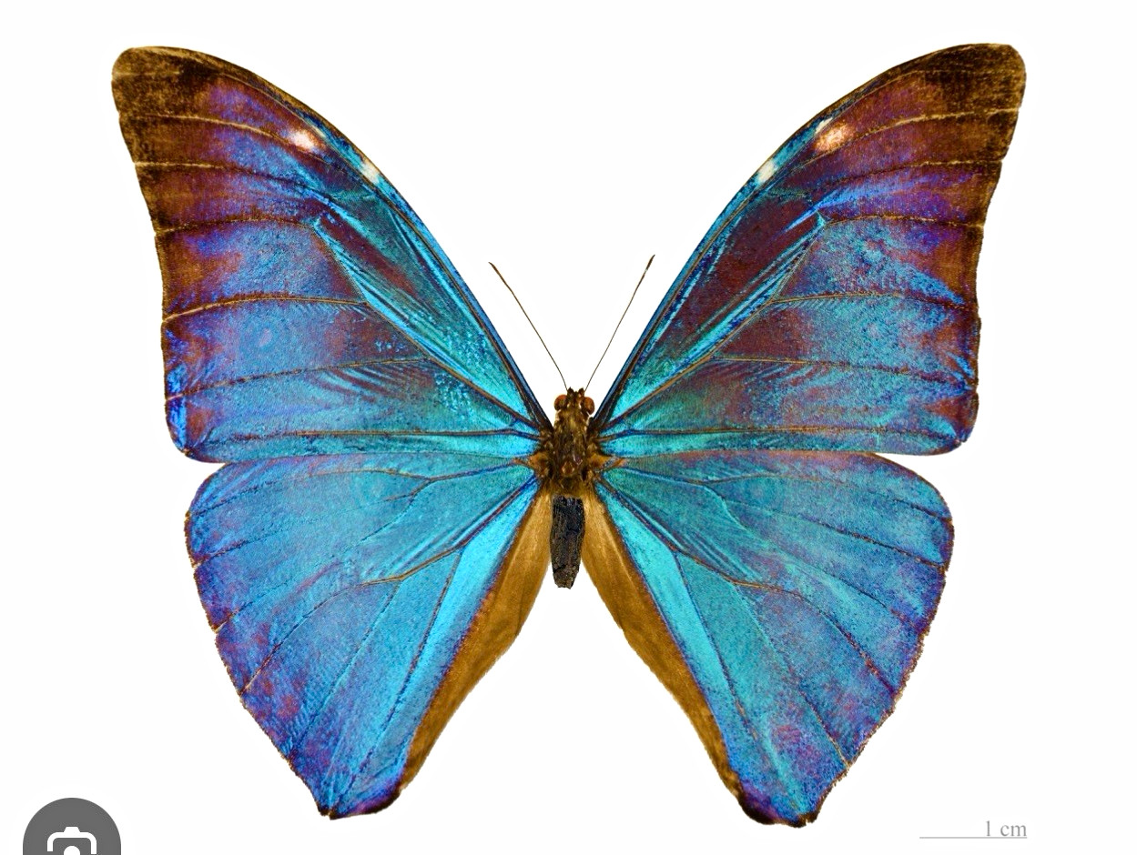 A1 Blue Morpho Adonis Butterfly Specimen Collectible Display , wings folded
