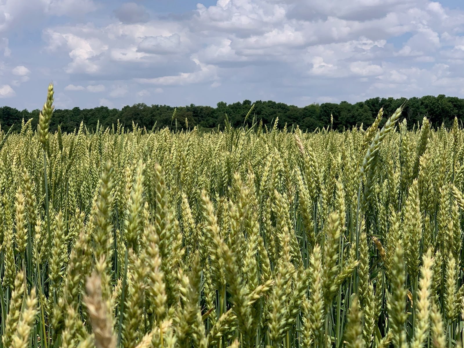 Eagle Seed Buck Monster Wheat® Awnless | Deer Food Plot Habitat Seed