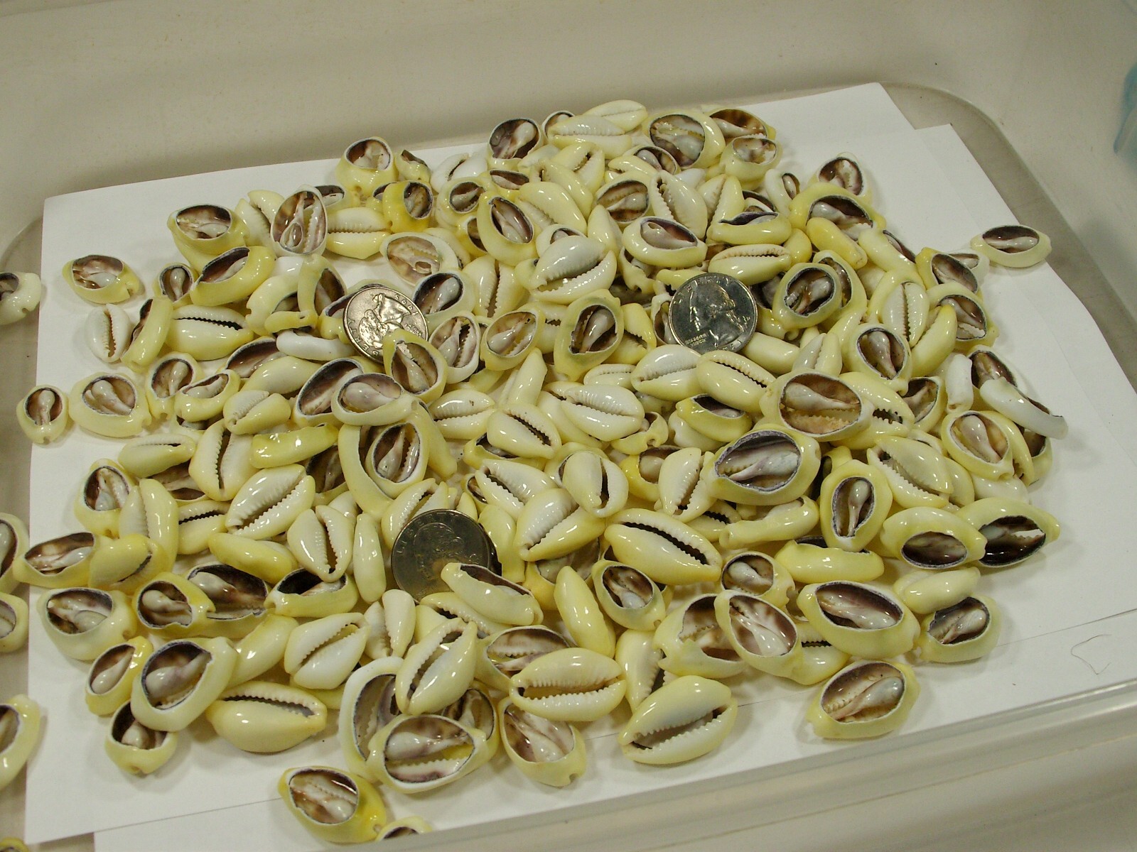 4 Pounds 700 PCS Cut Cowrie Shells Wholesale Bulk Lot (No Holes) (UDP-70T)