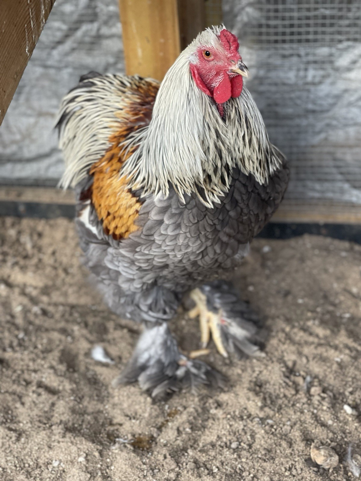 6+ Blue/Black/Splash SILVER/GOLD Partridge Brahma Hatching Eggs
