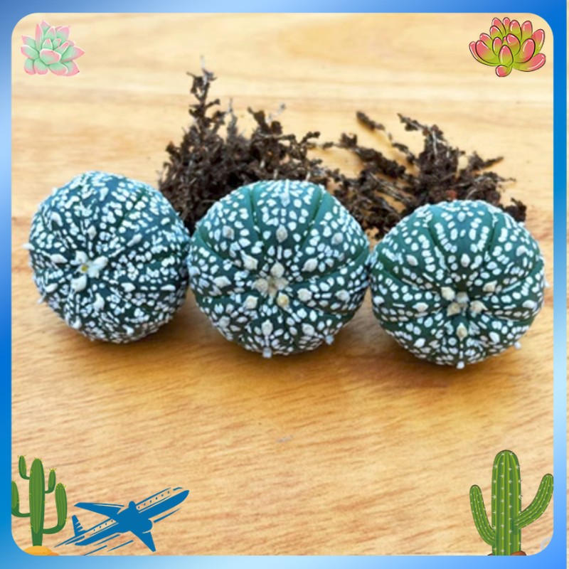 10PCS 3-4cm Astrophytum asterias RareSucculent cactus plant Garden 10PCS 3-4cm Astrophytum asterias RareSucculent cactus plant Garden