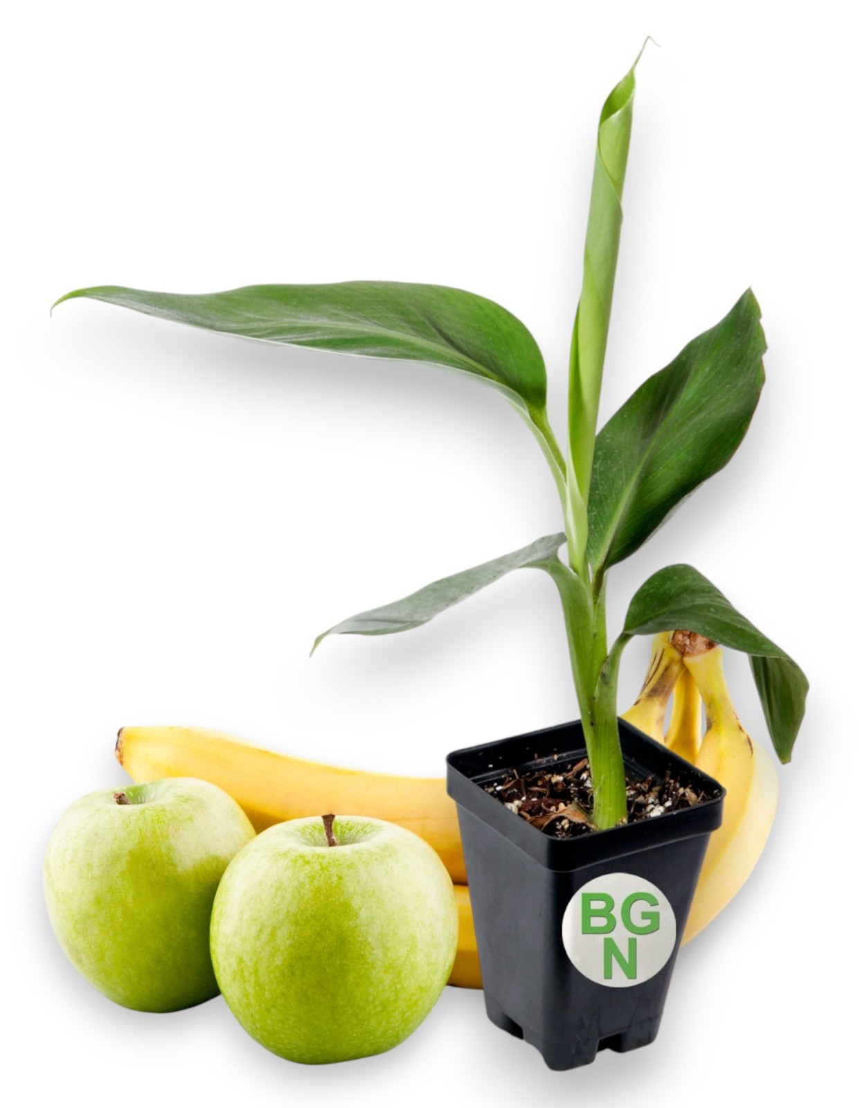 FHIA-02 Mona Lisa Banana - Dessert Banana - RARE Dwarf Banana