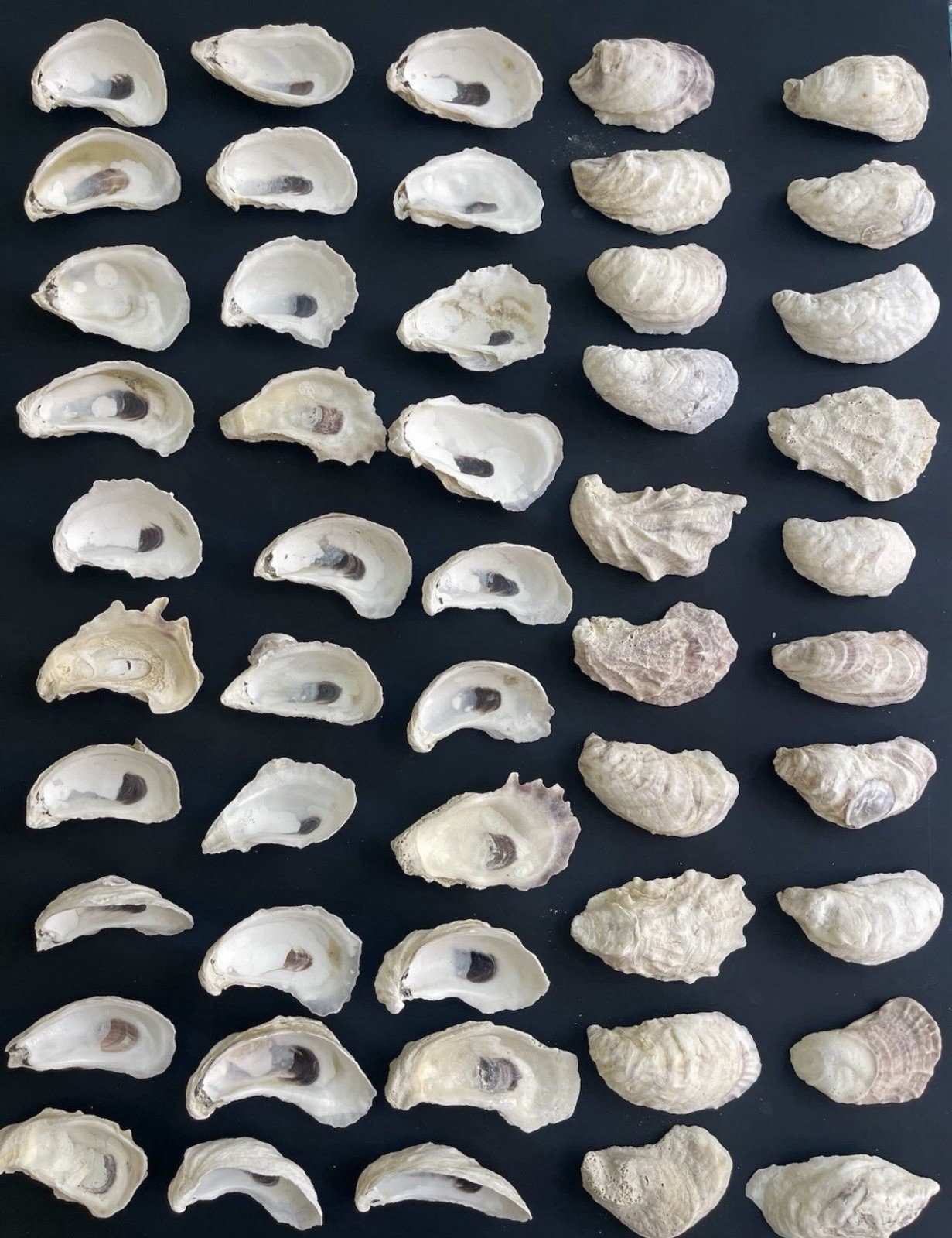 50PCS Oyster Shells 3”-4” Oyster Shells Bulk for Home or Crafting 50PCS Oyster Shells 3”-4” Oyster Shells Bulk for Home or Crafting