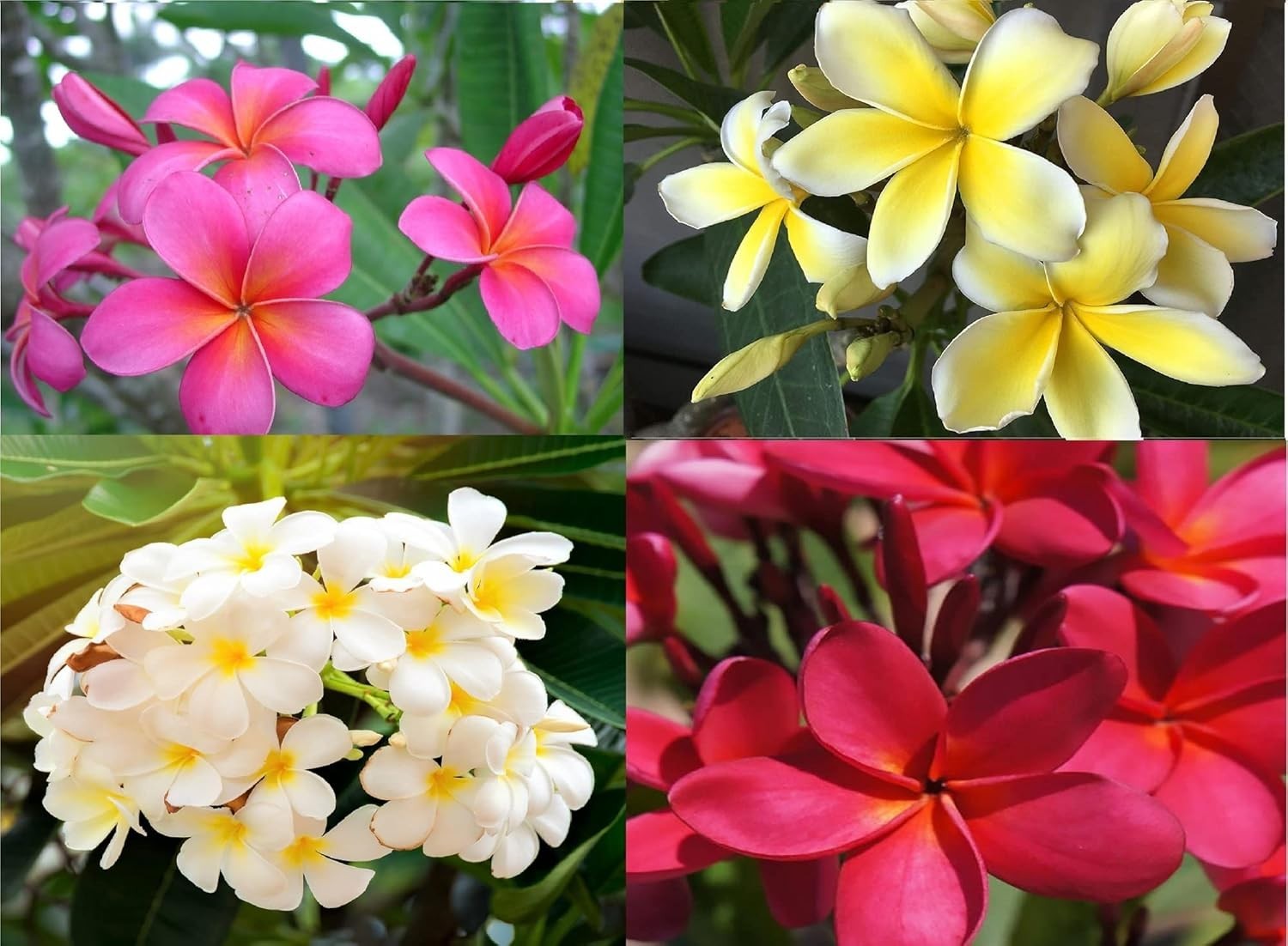 Hawaiian Mixed 4 Pack Plumeria Plant Cuttings -Easy Care Indoor Outdoor plant -