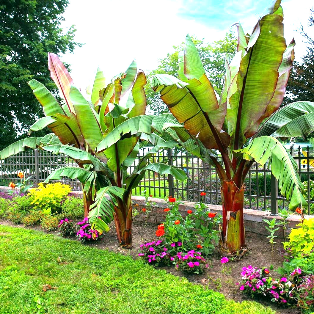 5 Red Abyssinian (Musa Ensete ventricosum) False Banana Plant Tree Seeds RARE