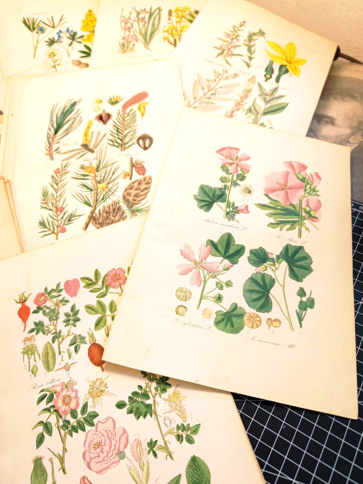 Set of 3 Botany Flowers Illustration 1866 Copperplate Vintage Plants Pictures