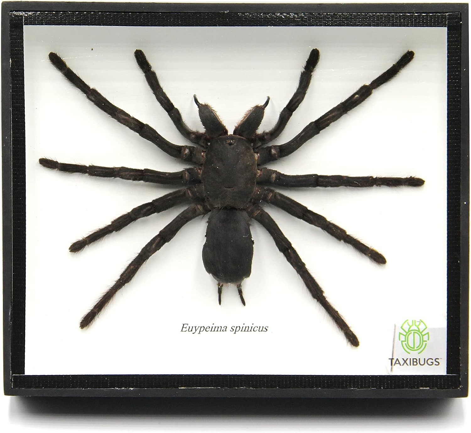 Real Giant Bird Eating Tarantula EURYPEIMA SPINCRUS Spider Taxidermy Transparent