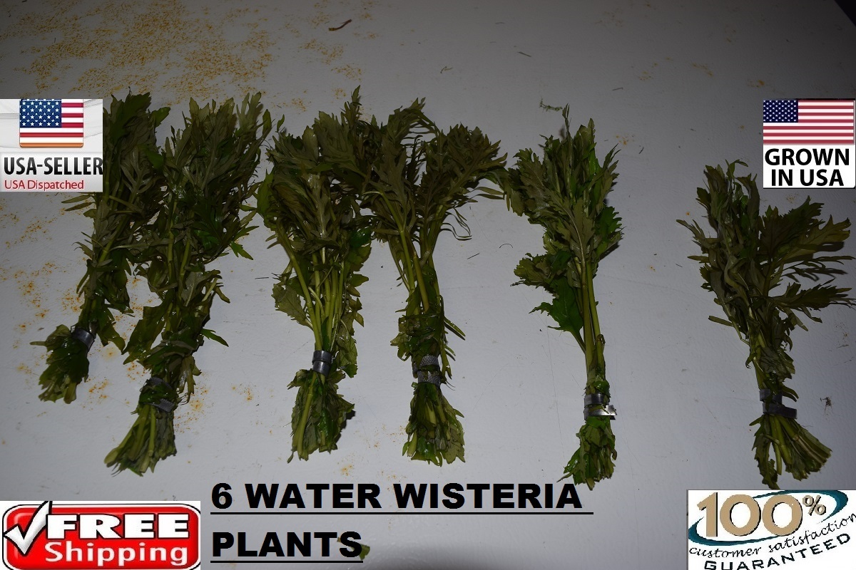 6 Water Wisteria  plants Easy Aquarium aquascaping planted tank low light nice