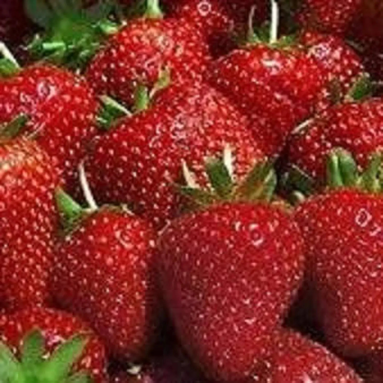 15 ALBION Strawberry Plants -Our Plants Use Organic Soil And Organic Amendments. 15 ALBION Strawberry Plants -Our Plants Use Organic Soil And Organic Amendments.