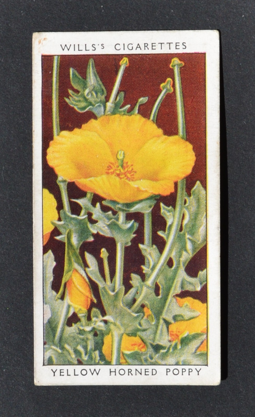 1936 Wills\'s Wild Flowers Series Cigarette Card No. 30 Yellow Horned Poppy