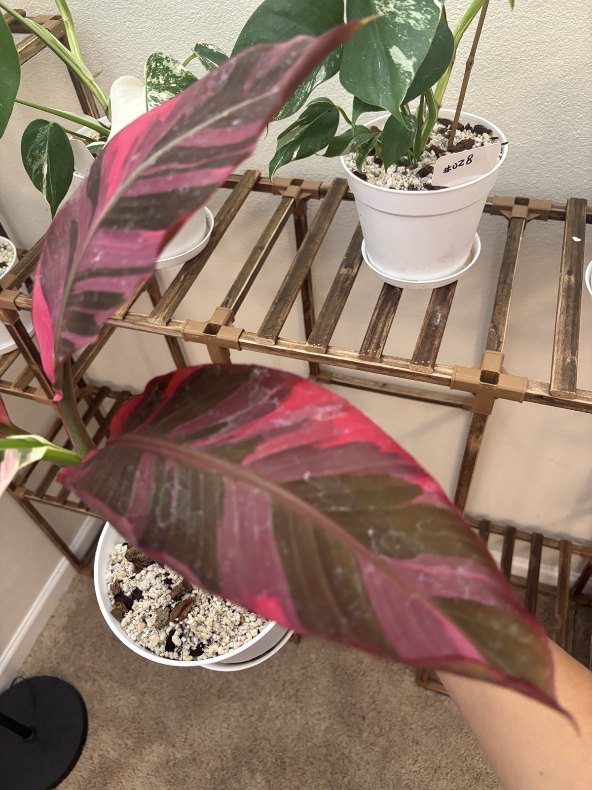 Musa NONO Hot Pink Variegated Banana Exact Plant #034