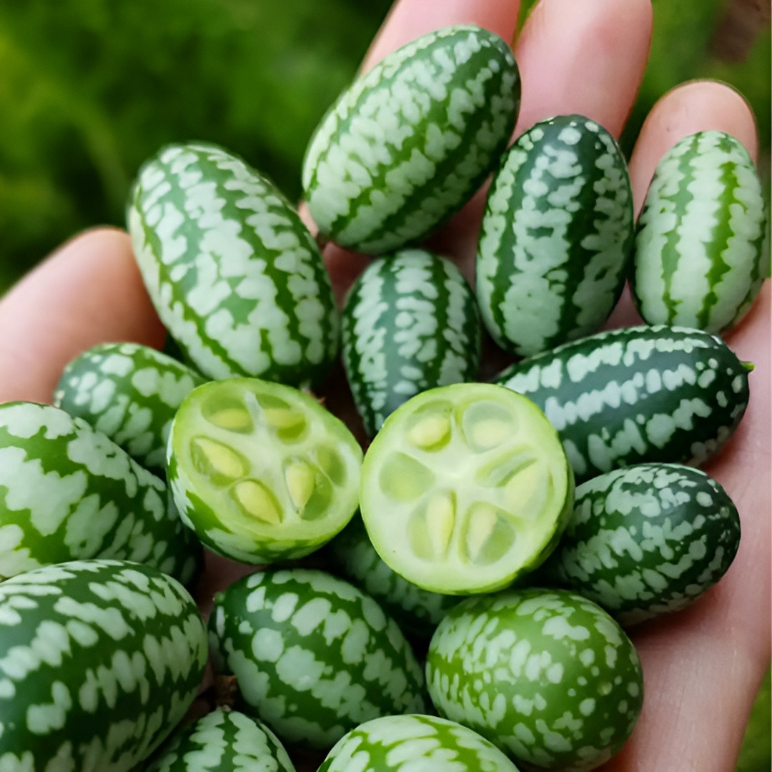 415mg ( 150 ) Heirloom Cucamelon Seeds - Mouse Melon - Mexican Sour Gherkin
