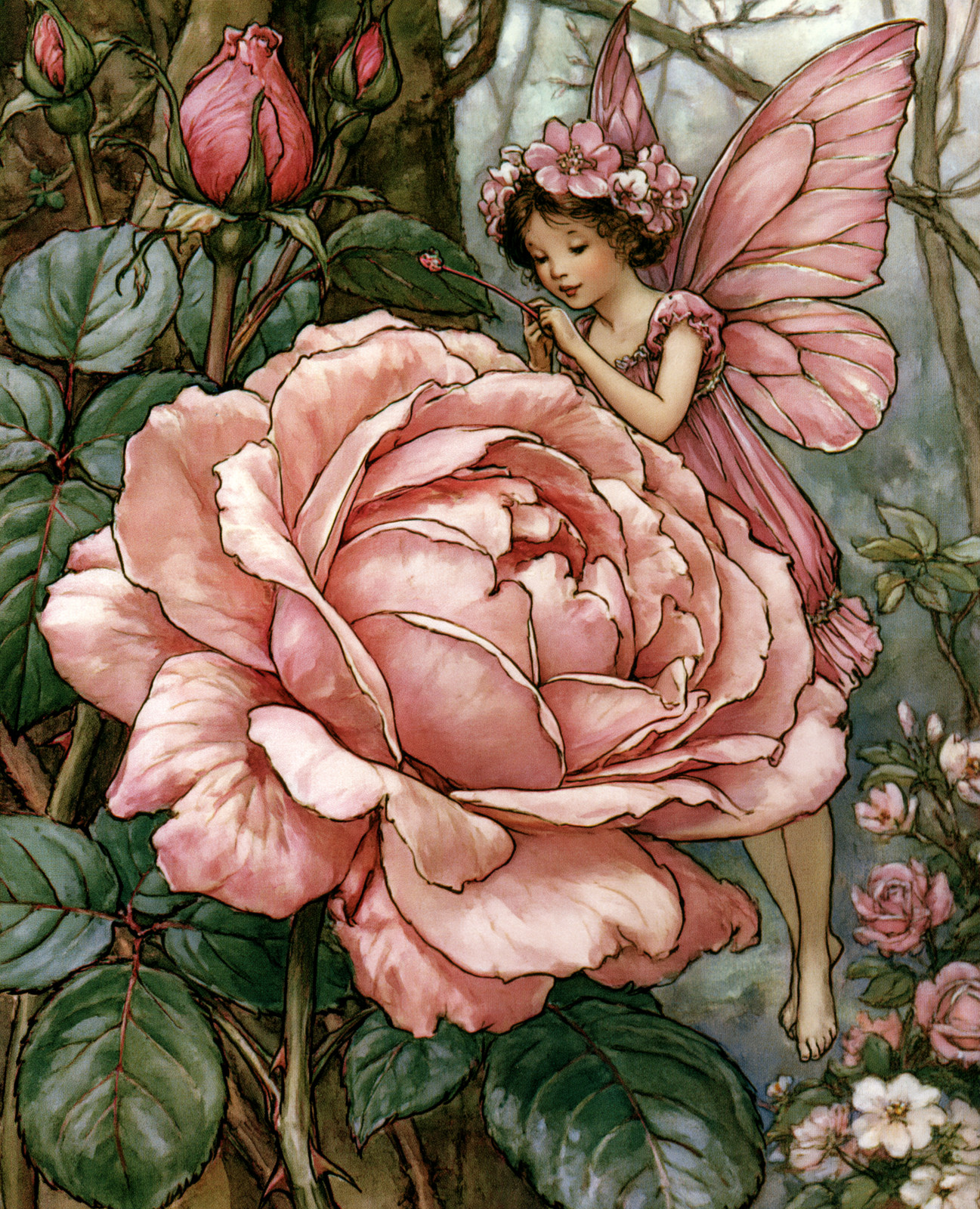 Tiny Pink Winged Fairy Resting on a Giant Blushing Rose Print - 152330638