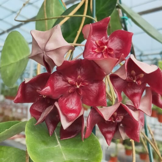 Real Pict Hoya Megalaster Ubiyau Rare Plant