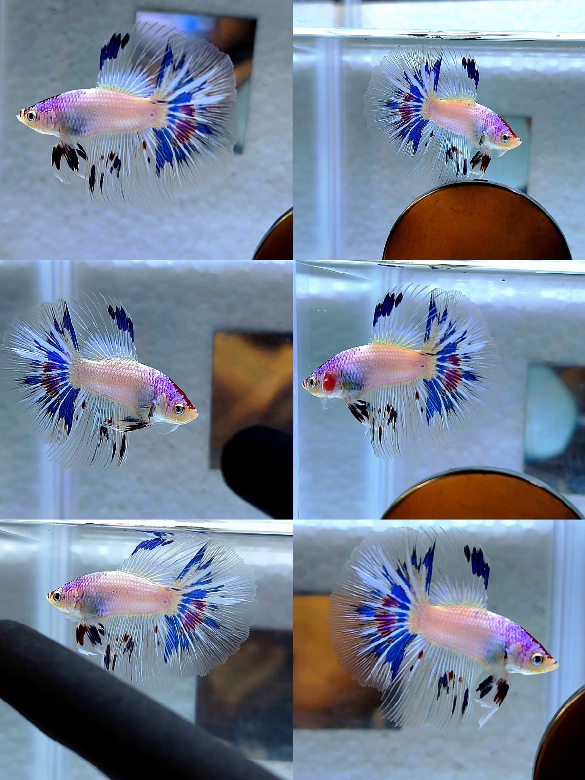 Live Betta Fish Halfmoon Male Grade Premium (RG) USA Seller