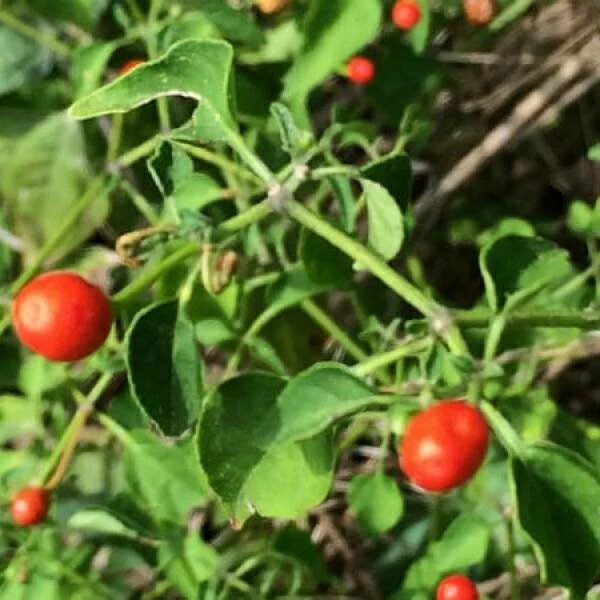 Chiltepin / Tepin / Chile Pequin / Birds Eye Pepper Seeds | | 1284 Chiltepin / Tepin / Chile Pequin / Birds Eye Pepper Seeds | | 1284
