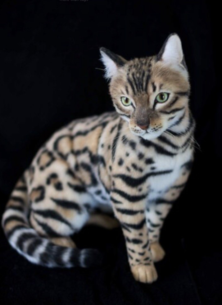 OAAK Realistic Tortoise Bengal Kitty Cat Plush Artist Soft Sculpture Decor