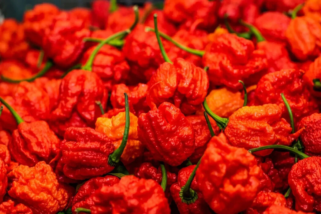 60 FRESH PICKED Homegrown small batch Carolina Reaper Organic Super Hot Peppers
