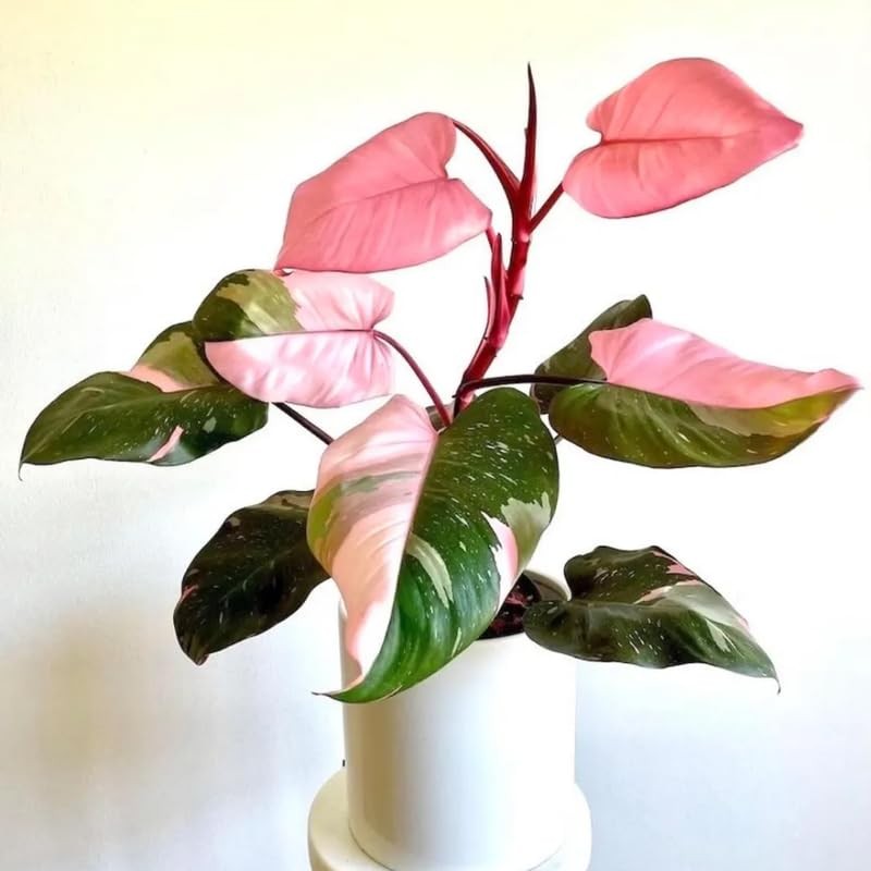 Pink Princess Philodendron Plants Live 4-9” Tall, Rare Houseplant Pink Princess Philodendron Plants Live 4-9” Tall, Rare Houseplant