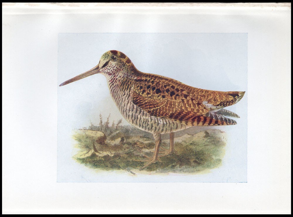 1917 H.E. Dresser Birds of Britain Original Antique Bird Print Woodcock
