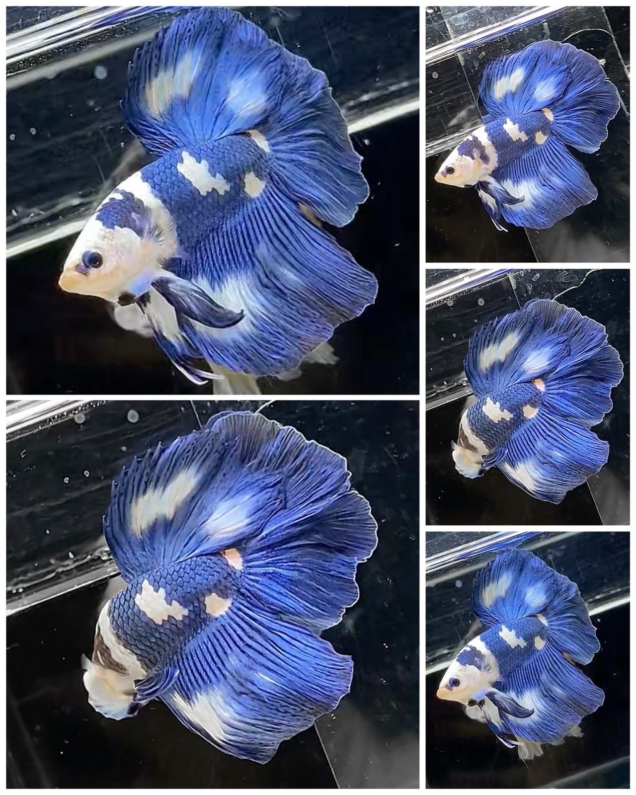 Live Betta Fish Halfmoon Male Grade Premium USA Seller (IR)